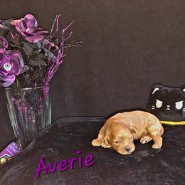 Cavapoo Puppies from Peach's Pittsburgh Cavapoos