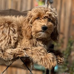 Hickory - Apricot Goldendoodle puppy in Winston Salem, North Carolina from Summer Breeze Doodles