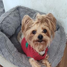 Kupcake - Yorkshire Terrier