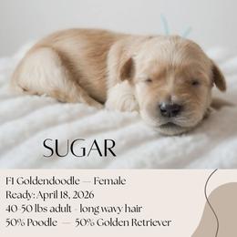 Sugar - Apricot female Goldendoodle puppy in Wilson, North Carolina from Cedar Creek Doodles