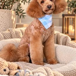 Coffee 18 lbs not fixed - Apricot male Poodle puppy in San Diego, California from Maltipoos SD