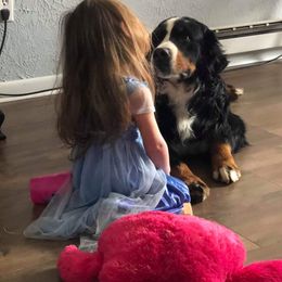 Bernese Mountain Dog Puppies from Garvin Shepherd Mountain Farms