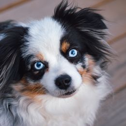 Finley - Toy Australian Shepherd
