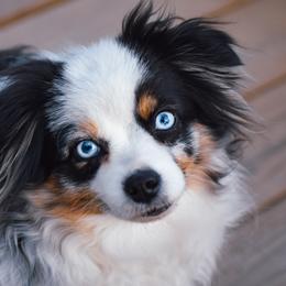 Finley - Toy Australian Shepherd