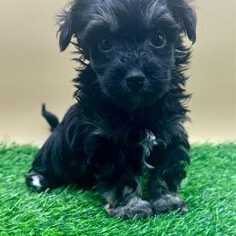 Pinkie Pie - Black and tan female Havanese puppy in Hendersonville, North Carolina from Kim's Cove