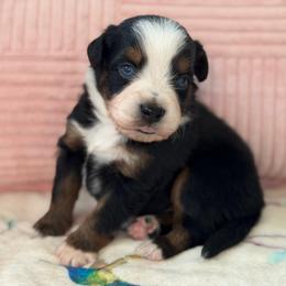 Quill - Black tri male Miniature Australian Shepherd puppy in Melbourne, Florida from True Spirited Aussies