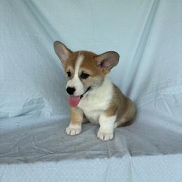 Hector - Red male Pembroke Welsh Corgi puppy in Creston, Iowa from GSF Pembroke Welsh Corgis