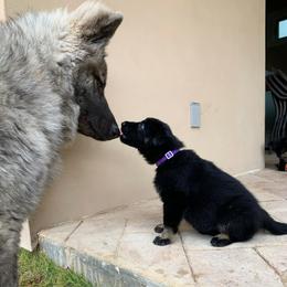 German Shepherd Puppies from Scenic Creek German Shepherds