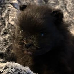 Ruby - Black parti female Pomeranian puppy in Scio, Oregon from Mac Daddy Poms
