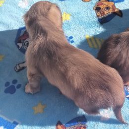 Dachshund Puppies from Nikas Baby Beanz LH Dachshunds