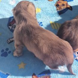 Dachshund Puppies from Nikas Baby Beanz LH Dachshunds
