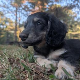 Ruger - Black and cream male Dachshund puppy in Thomaston, Georgia from UGG Ranch