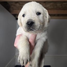 Blue Boy - Light golden male Golden Retriever puppy in Pasco, Washington from Rodgers Retrievers
