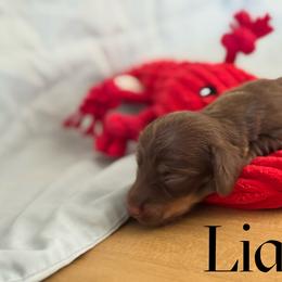 Liam - Chocolate and tan male Dachshund puppy in Staley, North Carolina from Langley Farms Dachshunds