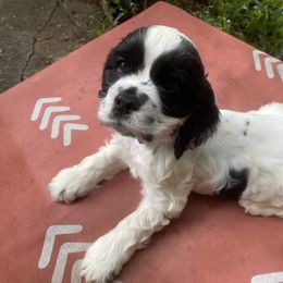 Cocker Spaniel Puppies from Mable meadows Cockers