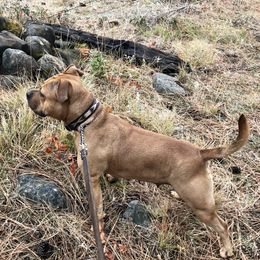 Penny  - American Bully