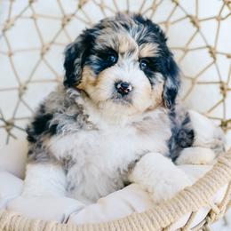 Gladys - female Australian Mountain Doodle puppy in Spanish Fork, Utah from K Brand Doodles