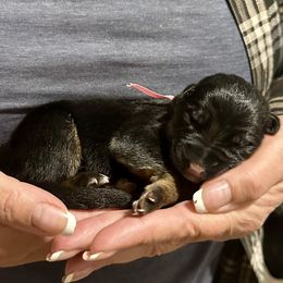 AKAZIE - Pink Collar - Black and red female German Shepherd puppy in Paso Robles, California from Central Coast German Shepherds