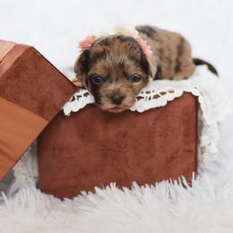 Shihpoo Puppies from The Teddybear Shihpoo