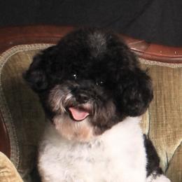 Marty  - Poodle