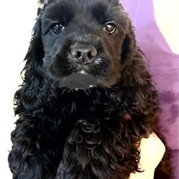 Boy 1 - Black male Cocker Spaniel puppy in Ocala Fl, Florida from Encore Cockers