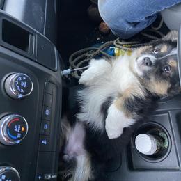 American Corgi, Miniature Australian Shepherd, and Pembroke Welsh Corgi Puppies from Rafter C Aussies & Corgis