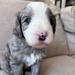 Berkeley - Merle female Sheepadoodle puppy in Osceola, Indiana from Sheepadoodle Doo
