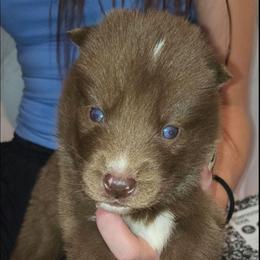 Rebella - Red and white female Siberian Husky puppy in Richland, Mississippi from Feazell’s Siberian Huskies