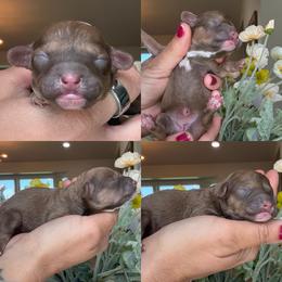 Bunny - Cafe au lait female Poodle puppy in Yuciapa, California from AlltheDoodlez_