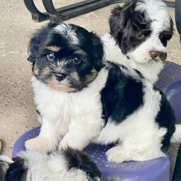 CHECKERS - Black and tan male Havanese puppy in Summerfield, Florida from Honor Havanese