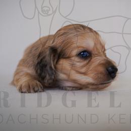 Christian Dior - Cream male Dachshund puppy in Temecula, California from Naomi Magee's Dachshund Kennel