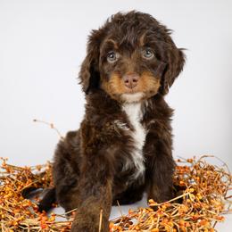 Meena  (brown collar) - Brown female Bernedoodle puppy in Lehi, Utah from Heart J Bernedoodles