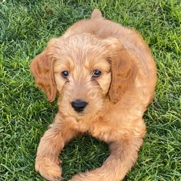 Goldendoodle Puppies from Pacific Goldendoodle, LLC