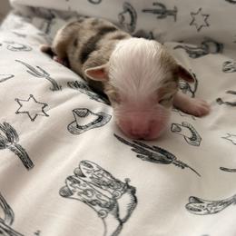 Lou - Red merle female Miniature Australian Shepherd puppy in Moulton, Alabama from B&B Little Aussie Gems