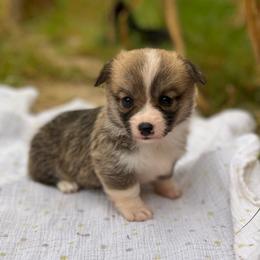 Independence - Sable female Pembroke Welsh Corgi puppy in Hope, Arkansas from Foxy Knoll Farm