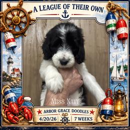 Navy - Parti female Goldendoodle puppy in North Conway, New Hampshire from Arbor Grace Doodles