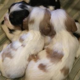 Cavalier King Charles Spaniel Puppies from Mountain Top Cavaliers