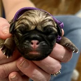 Girl 2 - Pug puppy from Sunshine Pugs