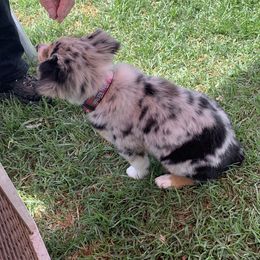 Australian Shepherds from Bar JH Stockdogs