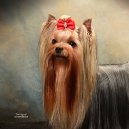 Prue - Yorkshire Terrier