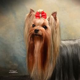 Prue - Yorkshire Terrier