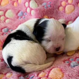 Miss No-Maska-AKC Champion Bloodline - Black and white female Shih Tzu puppy in Long Beach, California from Prieto Shih-Tzu's