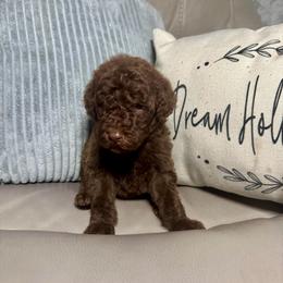 Legend - Chocolate male Goldendoodle puppy in Lake City, Florida from Dream Hollow Farm