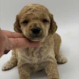 Tempest - Apricot female Poodle puppy in Wheatland, California from Sapphire Ridge Poodles