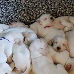 Spinone Italiano Puppies from Seven Pines Spinone