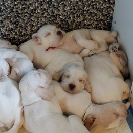 Spinone Italiano Puppies from Seven Pines Spinone
