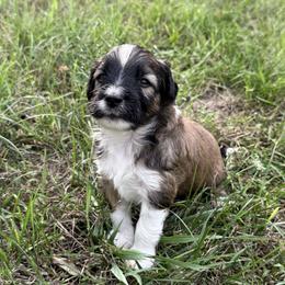 Max - Red tri male Miniature Australian Shepherd puppy in Burke, South Dakota from Triple J Aussies SD