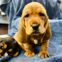Male Red (Copper) - Red and white male Basset Hound puppy in Oviedo, Florida from Boss Farms