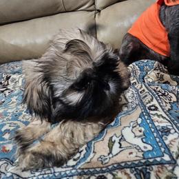 Green collar boy - Brindle male Shih Tzu puppy in Woodsfield, Ohio from ROSE LANE SHIH TZUS