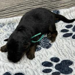 Luna teal - Black and red female German Shepherd puppy in Herrick, South Dakota from Dakota Shepherds Kennels